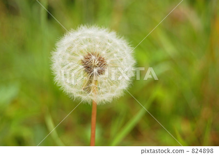 蒲公英絨毛 824898