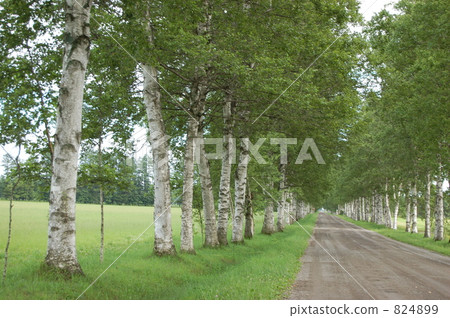 Shirakaba trees in Tokachi 824899