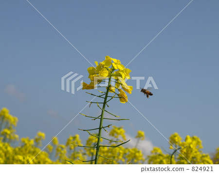Blue skies and bees 824921