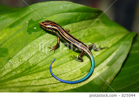 Japanese monkey pt.4 Japanese monkey pt.4 825044