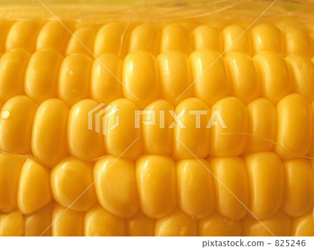 corn corn 825246
