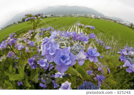 Hydrangea with hydrangea Hydrangea with hydrangea 825248