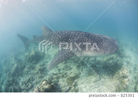 魚 力量 強迫 825301