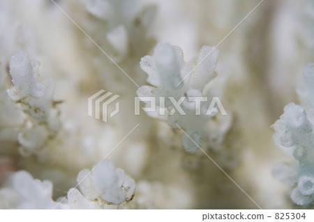 珊瑚 漂白 白化病 825304