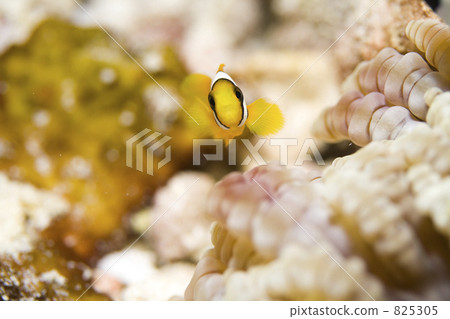 魚 炒 幼蟲 825305