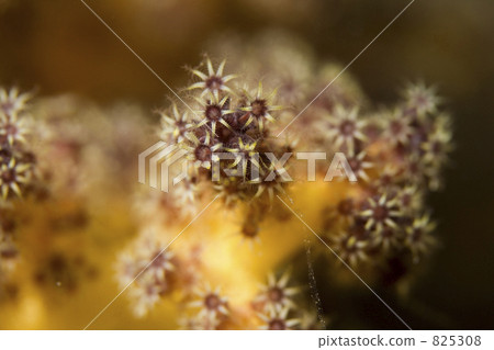 soft coral, polyp, lifting 825308