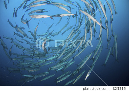 魚 小組 團隊 825316