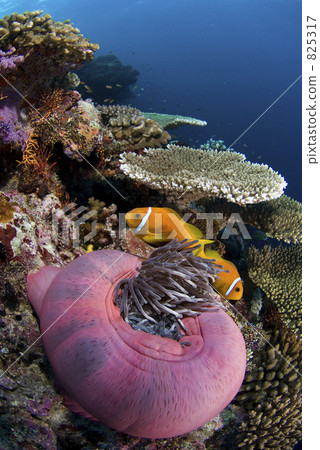 fish, fishes, maldives 825317