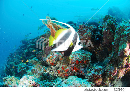 魚 戴水肺潛水 一隻小動物 825404