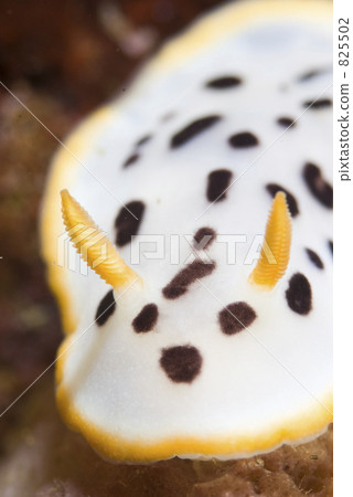 Nudibranch, sea slug, scuba diving 825502