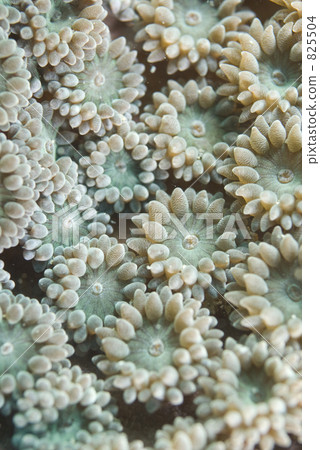 珊瑚 息肉 戴水肺潛水 825504