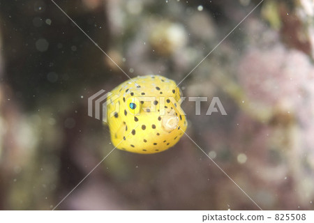 炒 幼蟲 魚 825508