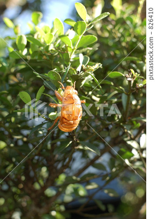 Cicada shell 826410