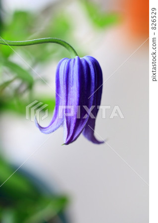 鐵線蓮 花朵 花 826529