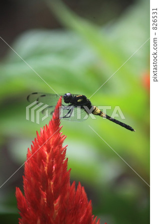 雞冠花 青葙 綠葉 826531