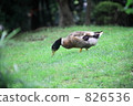 鴨 鴨子 鳥兒 826536