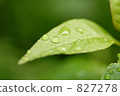 葉 樹葉 葉子 827278