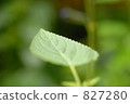 葉 樹葉 葉子 827280