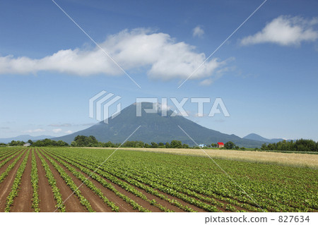 水巴塔 古藤田 孜孜巴塔 827634