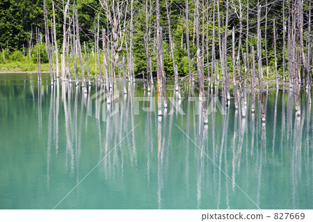 藍河 美瑛川 水面 827669