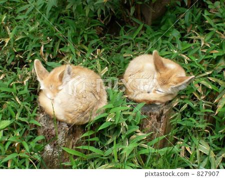 耳廓狐 動物 打盹 827907