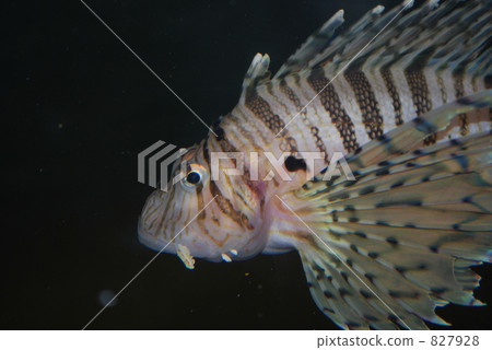 fish魚 fish魚 827928
