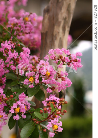 Crape myrtle Crape myrtle 827929