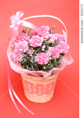  Carnation on Mother's Day 828171