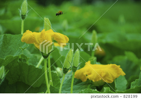Squirt flowers Squirt flowers 828199