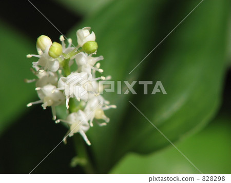 Close-up of Myrrysso 828298