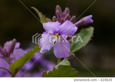 Shikanasa Murasakihanana 828620