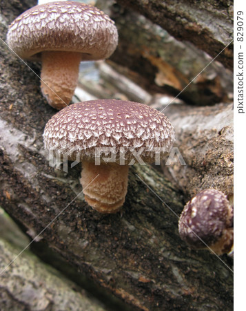I came out Shiitake mushroom 829079