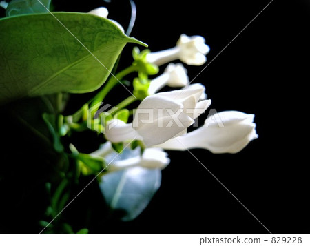 jasmine, bloom, blossom 829228