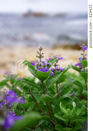 Flower of flowers 829425