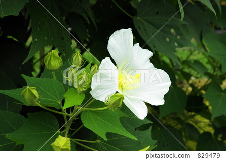 芙蓉 芙蓉 829479