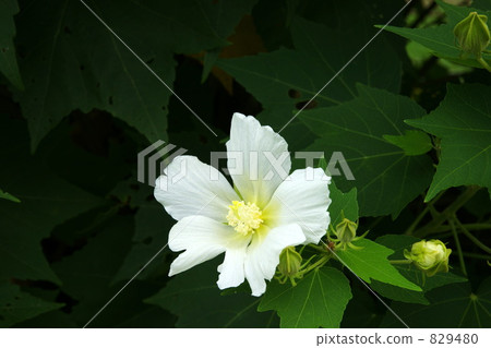 芙蓉 芙蓉 829480