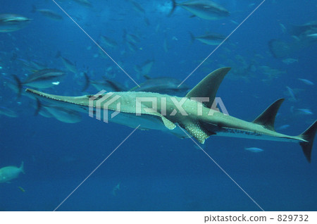 湯加里鯊魚的鯊魚 829732