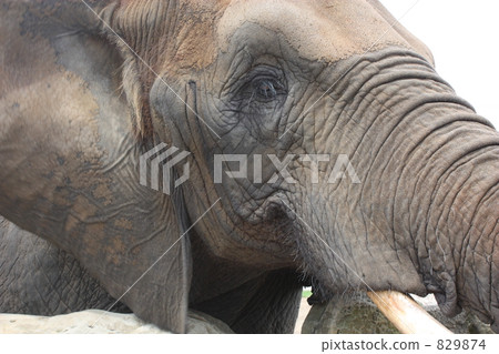 African elephant 829874