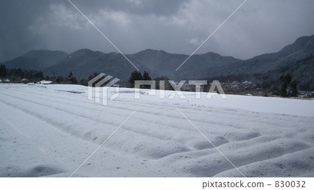 與京都Ohara雪的紫色春天領域 與京都Ohara雪的紫色春天領域 830032