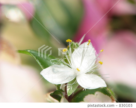First Hawksbirth Grass (First Crown Snow, Butterfly Dance, Tradiscansia, Maiden's Brush) 830103