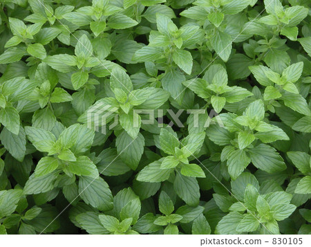 Herbal calaminsa 830105