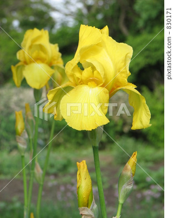 黃色德國虹膜 黃色德國虹膜 830171