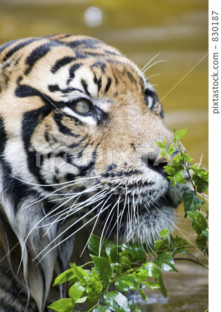 Relaxing peaceful face tiger 830187