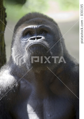 大猩猩在抬頭思考 830195