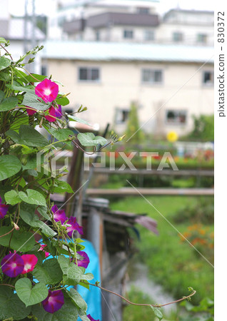 在胡同的牽牛花 830372