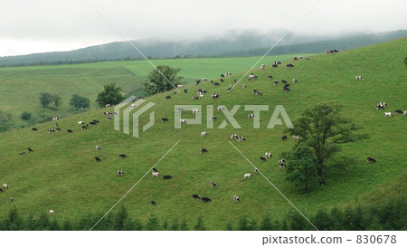 Cattle grazing 830678
