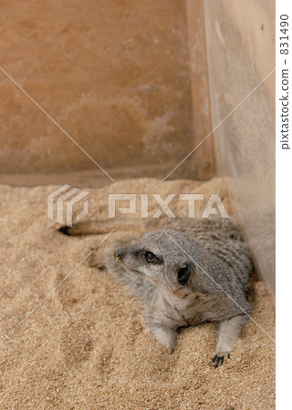 meerkat  831490