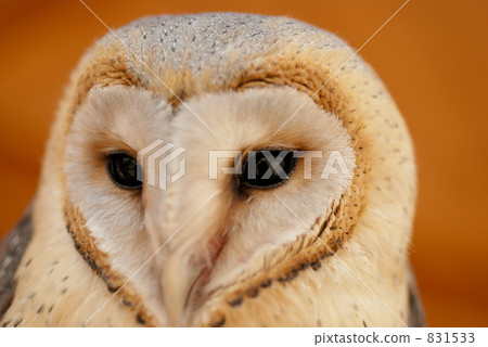 Barn owl Barn owl 831533