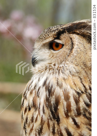 Bengal Eagleworm 831534