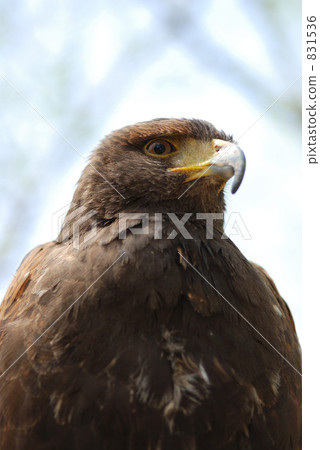 Harris Hawk 831536